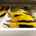 golden oriole tray